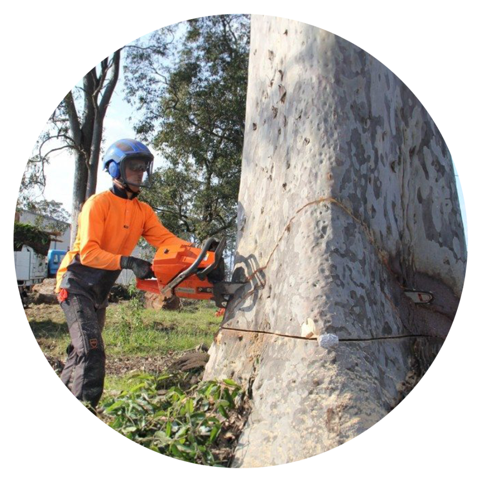 Juanico Tree Service Atlanta Tree Service Company