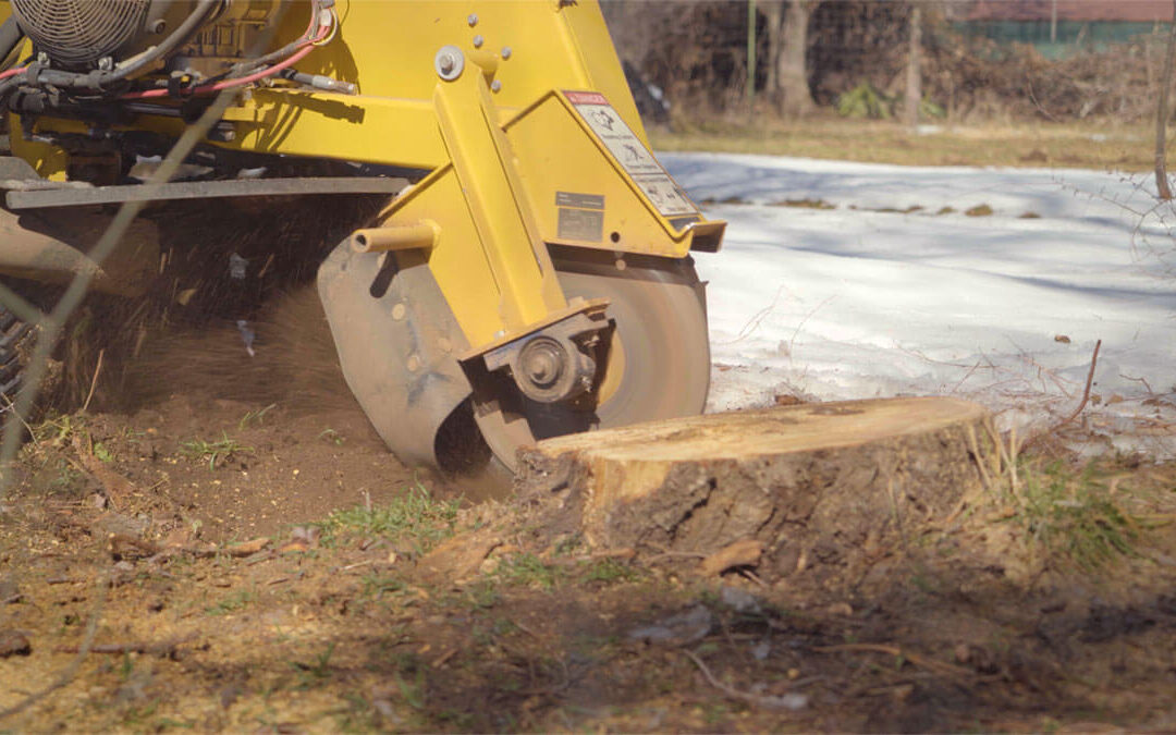 Secure Stump Grinding: The Experts in Efficient and Secure Stump Removal