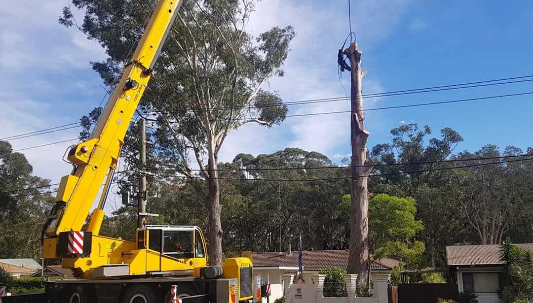 Crane Tree Service Benefits