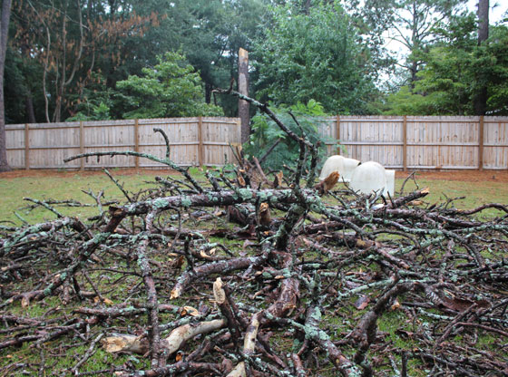 Why should you clean-up tree debris from your garden?