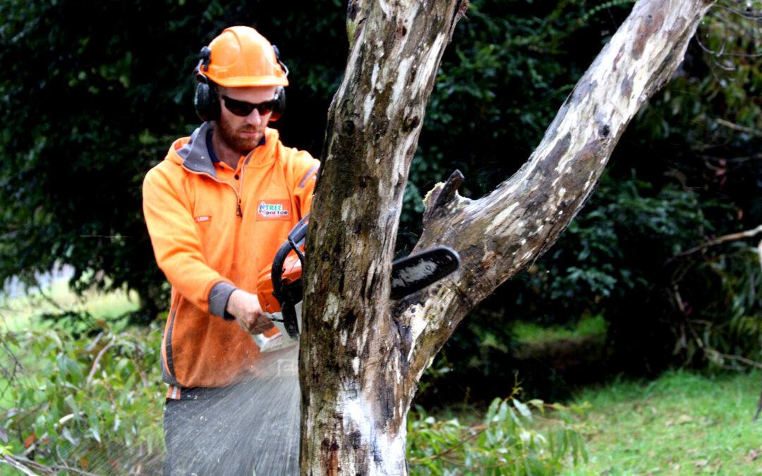 Why you might need emergency tree removal