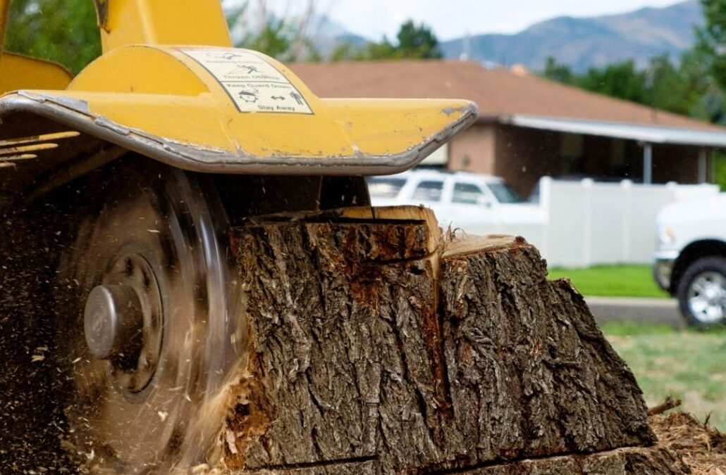 Four Signs It’s Time For Tree Stump Removal